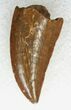 Large Raptor Tooth From Morocco - #19257-1